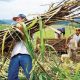 CAPA - Untersützung von Kleinbauern in Brasilien
